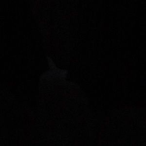 Meet your Posher, Joyce